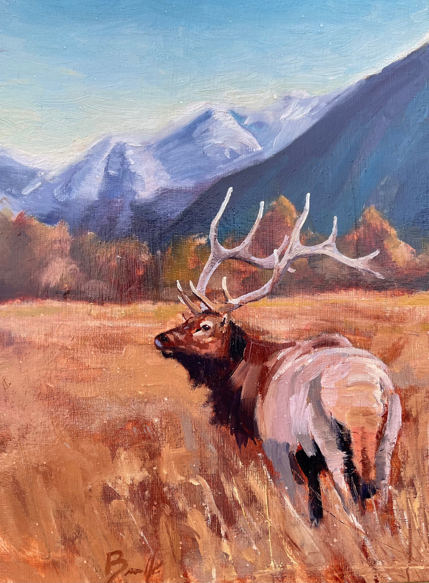 Bull Elk