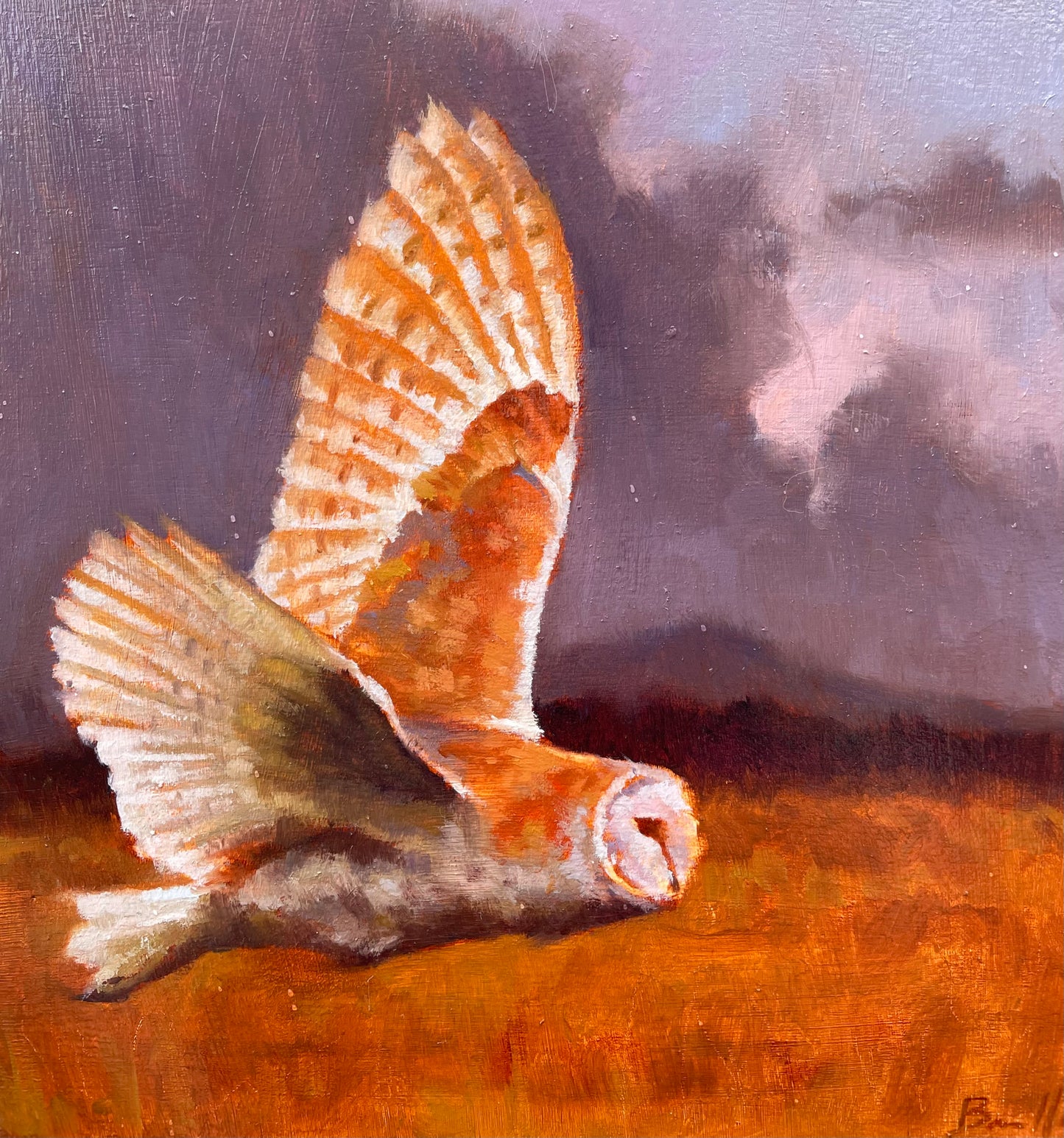 Barn Owl